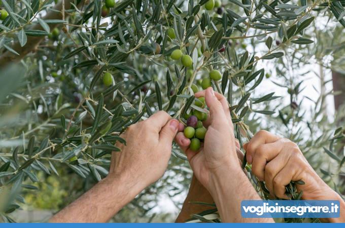 Raccolta Olive